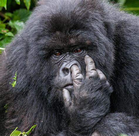 Foto Wettbewerb Das Sind Die Witzigsten Tierfotos Des Jahres Welt