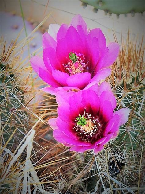 Pink Cacti Flowers Of Arizona Photograph By Michaline Bak