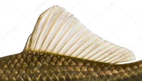 Side View Of A Crucian Carps Dorsal Fin Carassius Carassius I Stock