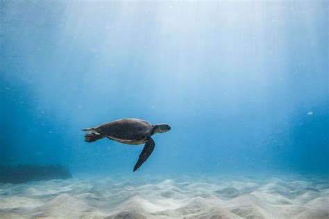 Swimming With Sea Turtles On Oahu Hawaii Journey Era Hawaii