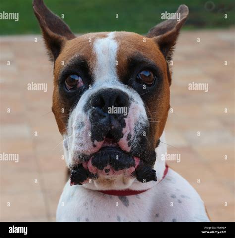 Angry Barking Boxer Dog With Bared Teeth Stock Photo Alamy