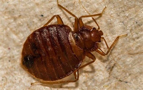Are Bed Bugs In Davenport Dangerous To Pets Quik Kill