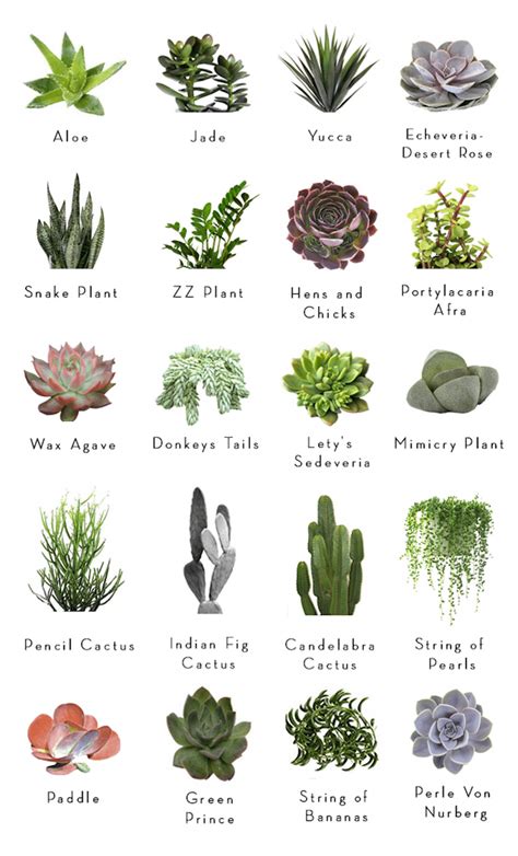A Simple Guide Of Succulents For Those Of You Interested Coolguides