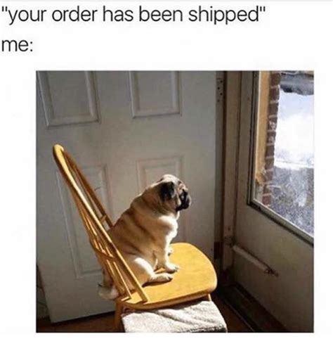 Waiting For Delivery Funny Dog Memes Animal Memes
