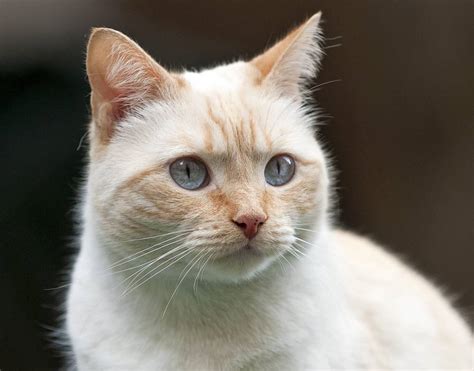 However, it is a beautiful and very classy looking animal with a regal air about it. The Traditional Siamese Cat - Cat Breeds Encyclopedia