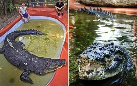 Biggest Crocodiles In The World