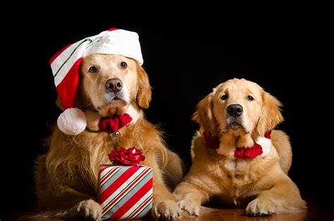 Golden Retriever Christmas Wallpaper