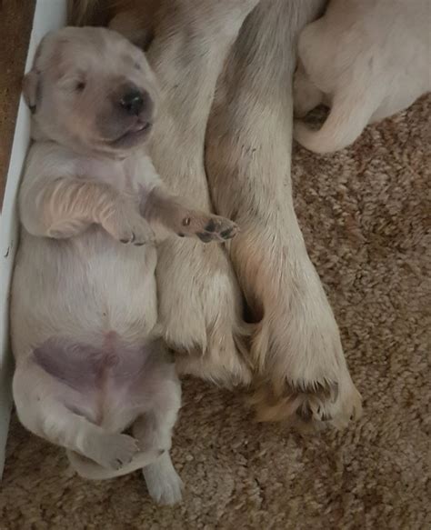√√ Golden Retriever Puppies For Sale 200 Limpopo South Africa Buy