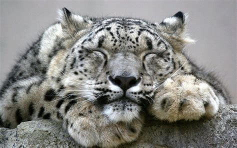Tired Snow Leopard Stora Katter Kattdjur Katt