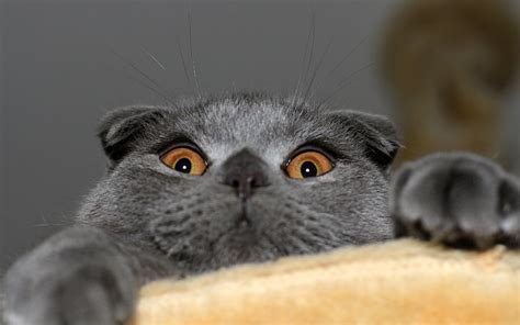 Hd Wallpaper Gray British Shorthair Cat Kote Scottish Fold Domestic