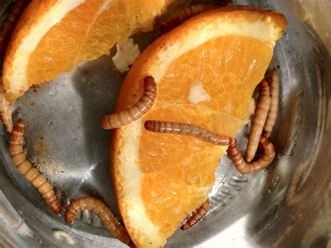 How to Prepare and Eat Mealworms | Ground to Ground