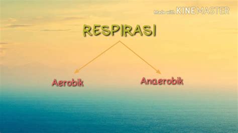 Proses penguraian makanan untuk menghasilkan tenaga. Fotosintesis dan Respirasi - YouTube