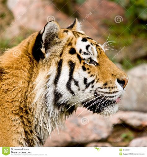 Tiger Head Isolated Stock Image Image Of Hunter Beauty 21648387