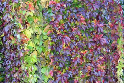 Creeper Plants Care And Growing A Full Guide Gardening Tips