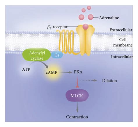 The β2 Adrenergic Receptor Is A G Protein Coupled Receptor Activation