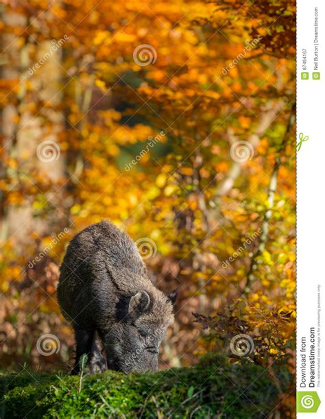 Wild Boar In Autumn Stock Image Image Of Nature Forest 67494167