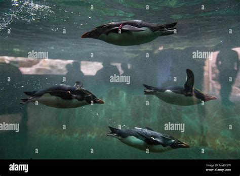 Northern Rockhopper Penguins Are Seen As They Swim In Their Inclosure