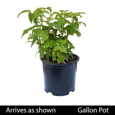 Gurneys Seed And Nursery Willamette Raspberry Plant 1 Gallon Pot Perennial Fruit Plant