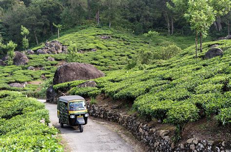 Your tea tree plantation stock images are ready. Tea Plantation In Munnar, Kerala Photograph by Petr Svarc
