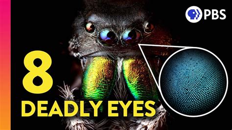 The Amazing And Deadly Science Of Jumping Spider Vision Youtube