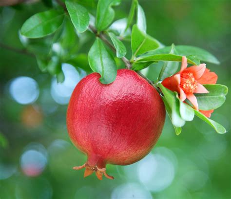 The Best Pomegranates For Home And Garden Black Gold