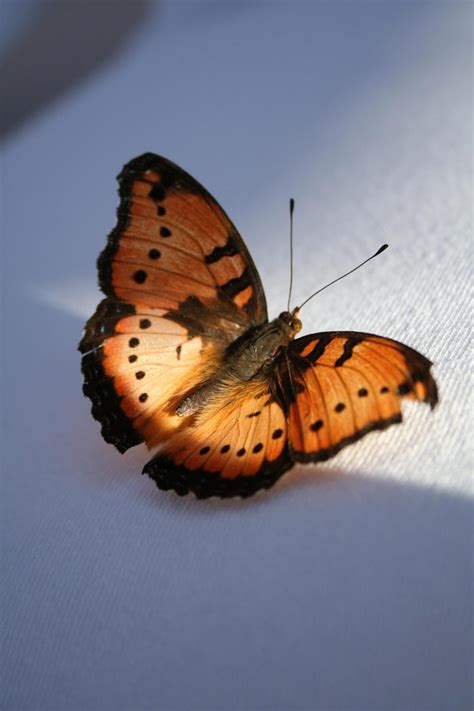 Butterfly Of Love 2 Free Photo Download Freeimages