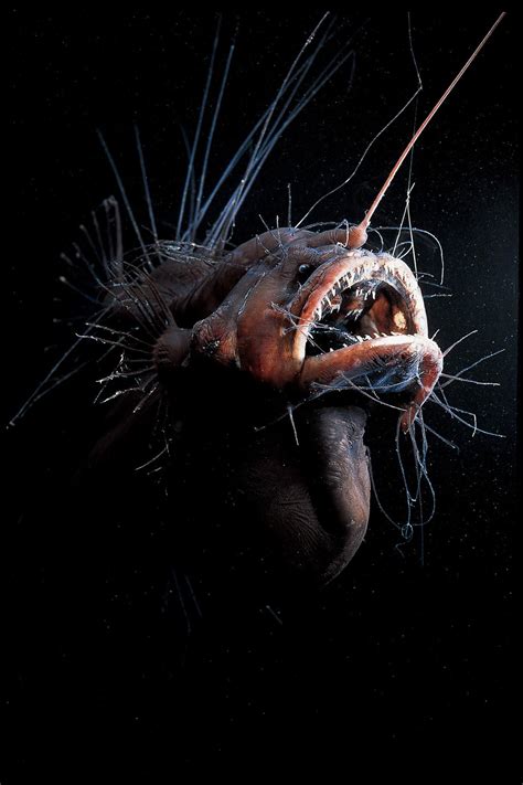 The Terrifying Fanfin Seadevil Anglerfish In 2020 Angler Fish Deep