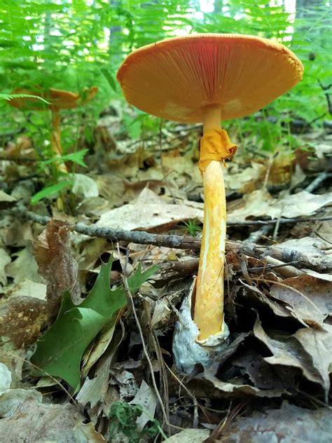 Focus On Mushrooms American Caesar Amanita Jacksonii Ngxchange