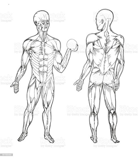 Vetores De Anatomia Do Corpo Humano Ilustrações Médicas Ossos Humanos