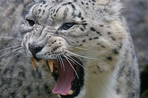 Free Images Wildlife Zoo Predator Fauna Big Cat Close Up