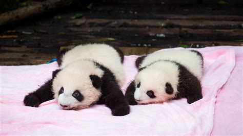 Panda Twins Get Names Inspired By Local Chinese Snacks Cgtn