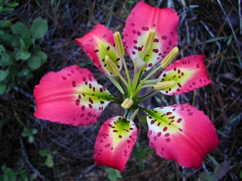 A special gift that lasts. How to identify Florida wildflowers | Florida Hikes!