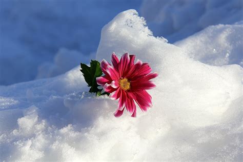 Hd Wallpaper Winter Snow Flower