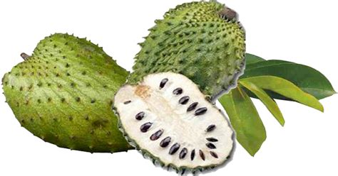 Graviola (annona muricata), also called soursop, is a fruit tree that grows in tropical rainforests. PRODUCTS - AUNICAJ HOME-BASED BUSINESS OPPORTUNITY