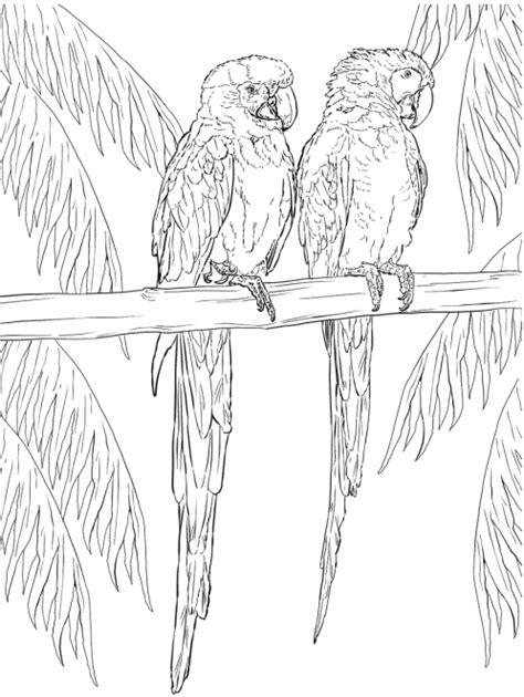 Printable Coloring Pages Parrots