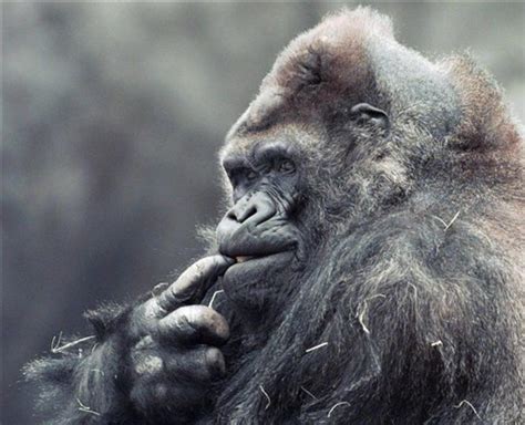 Tacoma Stores Gorilla Ivan Dies At Zoo Atlanta The Columbian