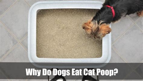 Why Do Dogs Eat Cat Poop 5 Ways To Stop Them Vetranch