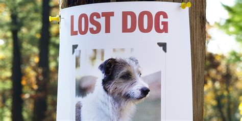 Indy lost pet alert, carmel, indiana. Lost Dogs | Lucky Dog Animal Rescue