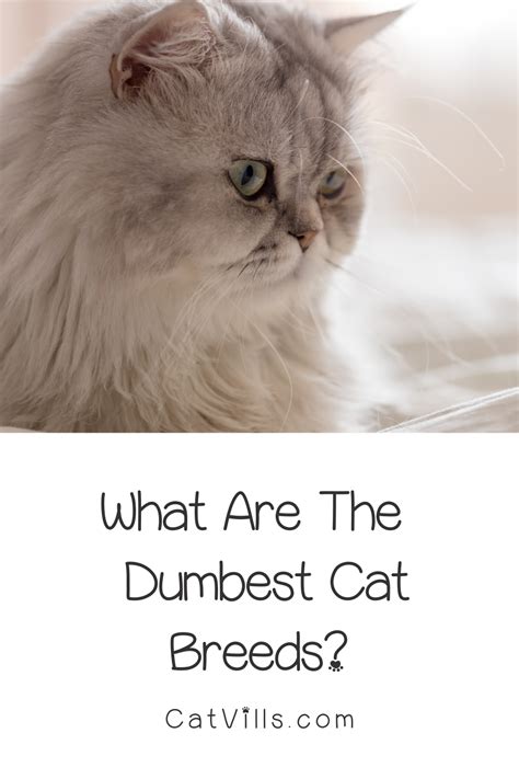 Curious About The Dumbest Cat Breeds While There Are No Stupid Kitties