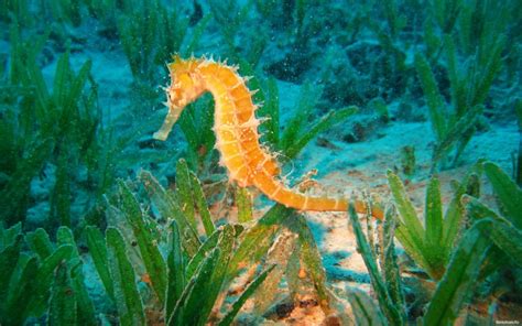 Dec 21, 2017 · jakarta — rasdiono remembers when the sea was a good distance from his doorstep, down a hill. Seahorse animals fishes sea life ocean underwater plants ...