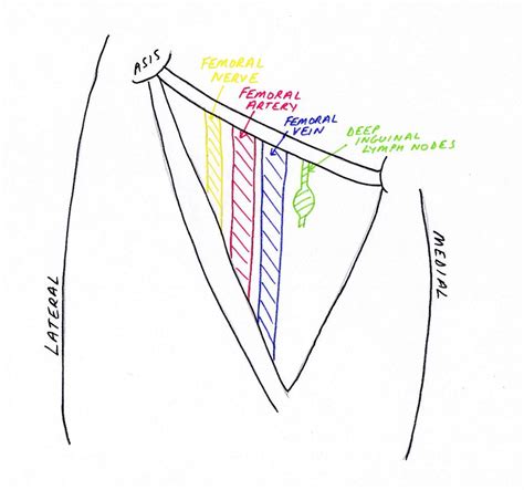 Lower Limb Anatomy The Femoral Triangle Ponder Med