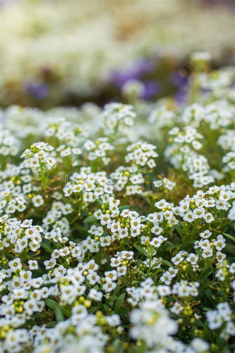 Flowers Are Alyssum Close Up Stock Image Image Of Floral Closeup