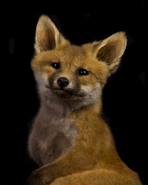 Taxidermy Fox Cub