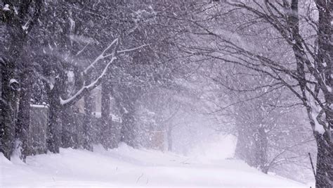 Blizzard In The Woods Image Free Stock Photo Public Domain Photo