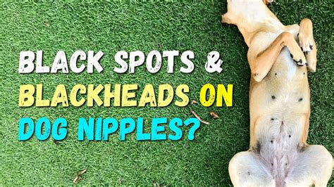 Black Spots And Blackheads On Dog Nipples Dangers Tips