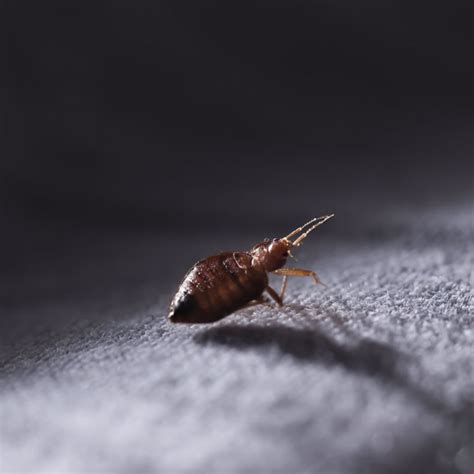 Active pest control (pvt ltd) is a registered pest control company. Free Termite Inspections | Gilbert | Scottsdale | Phoenix ...