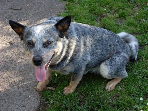We raise blue and red queensland heelers. Blue & red Queensland heeler dog and puppies