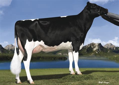 Características De La Raza Holstein Noticias Agropecuarias
