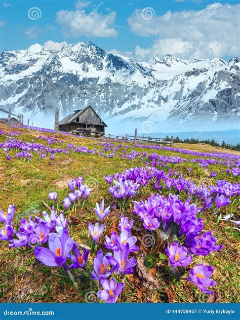 Purple Crocus Flowers On Spring Mountain Stock Image Image Of Nature