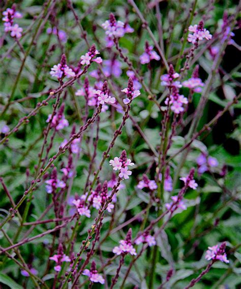 Verbena Officinalis Bampton Well Established Verbena Proctors Nursery